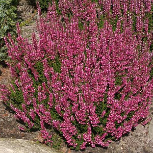 Calluna v. 'Liliane' GM P10,5