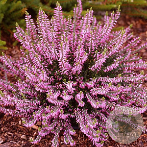 Calluna v. 'Marleen' GM P9.5 2 jaar