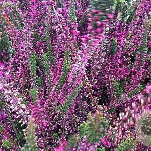 Calluna v. 'Perestrojka' GM 1.5