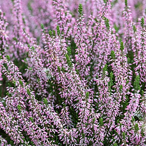 Calluna v. 'Pink Angie' GM P10,5