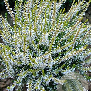 Calluna v. 'Sandy' GM P10,5