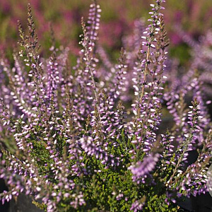 Calluna v. 'Underwoodii' GM P9.5