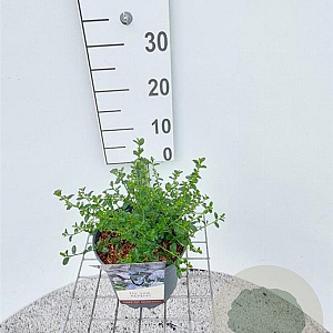 Ceanothus thyrsiflorus repens 30-40 cm 3,0L