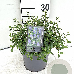 Ceanothus thyrsiflorus repens 30-40 cm 3,0L