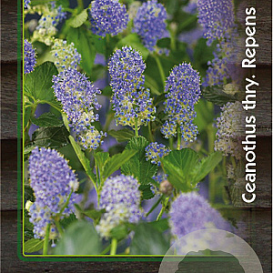 Ceanothus thyrsiflorus repens 30-40 cm 3,0L