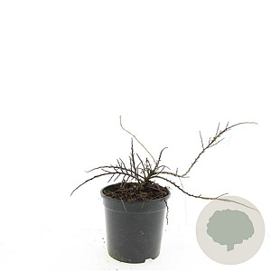 Cotoneaster adpressus GM C1.3