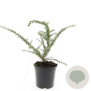 Cotoneaster conspicuus decorus GM C1.3