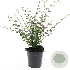 Cotoneaster franchetii GM C1.3