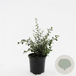 Cotoneaster franchetii GM C1.3