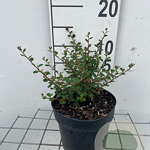 Cotoneaster microphyllus GM C1.3