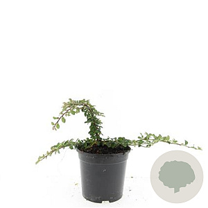 Cotoneaster radicans 'Rami' GM C1.3