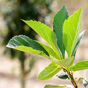 Crataegus lavalleei 'Carrierei' 8-10 HO wortelgoed