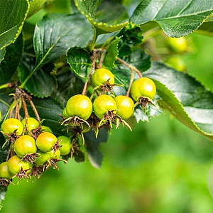Crataegus persimilis 'Splendens' 6-8 HO wortelgoed