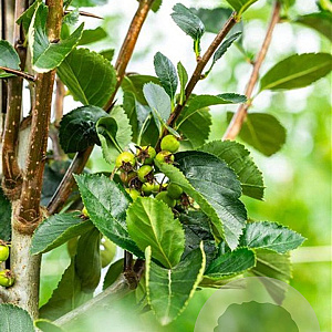 Crataegus persimilis 'Splendens' 6-8 HO wortelgoed