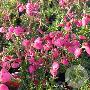 Daboecia c. 'Angelina' GM 1.5