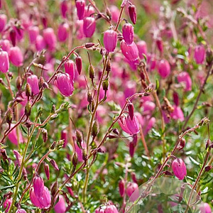 Daboecia c. 'Waley's Red' GM P9.5