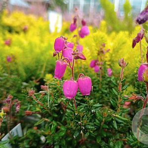 Daboecia s. 'William Buchanan' GM P9.5