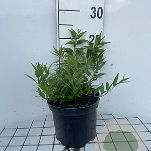 Deutzia gracilis 'Nikko' 20-30 cm 3,0L