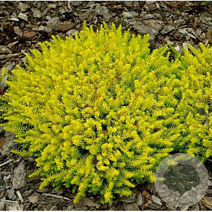 Erica carn. 'Golden Starlet' GM P9.5