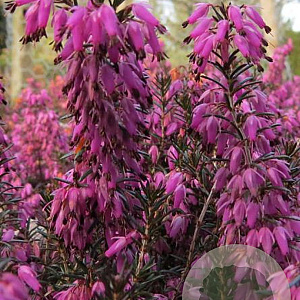 Erica carn. 'Heathwood' GM P9.5