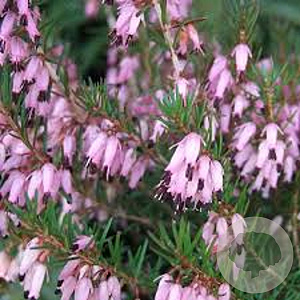Erica carn. 'Loughrigg' GM P9.5 2 jaar