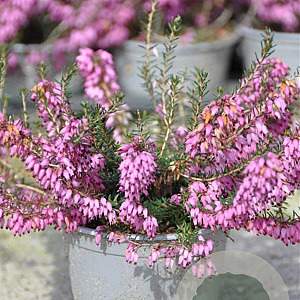 Erica carn. 'March Seedling' GM P9.5