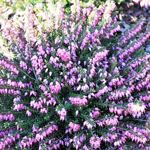 Erica carn. 'Praecox Rubra' GM P9.5