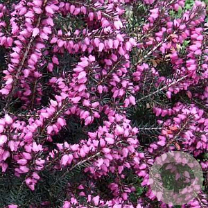 Erica carn. 'Rosalie' GM P10,5