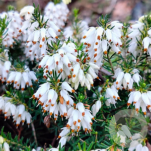 Erica carn. 'Snow Queen' GM P9.5