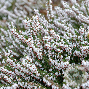 Erica carn. 'Springwood White' GM P9.5 2 jaar