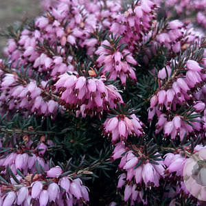 Erica carn. 'Winter Beauty' GM P9.5