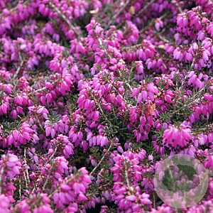 Erica carn. 'Winterfreude' GM 1.5