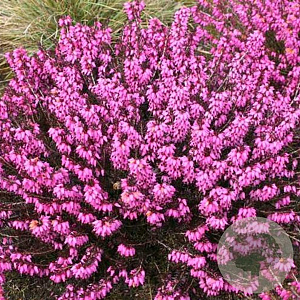 Erica carn. 'Wintersonne' GM P9.5