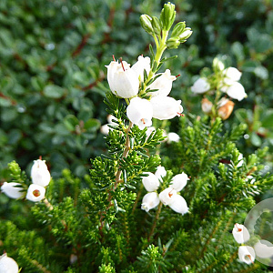 Erica cin. 'Alba Major' GM P10,5