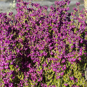 Erica cin. 'Katinka' GM P9.5