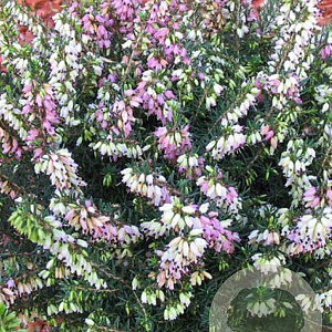 Erica darl. 'Furzey' GM P9.5