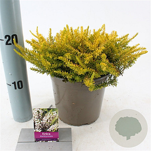Erica darl. 'Golden Perfect' GM P9.5