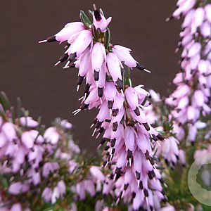 Erica darl. 'J.W. Porter' GM P10,5