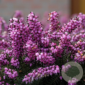 Erica darl. 'Kramer's Rote' GM P10,5