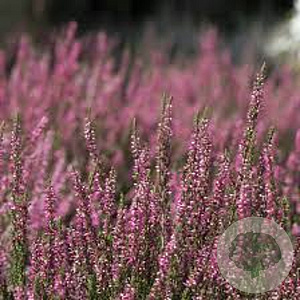 Erica darl. 'Lea' GM P9.5