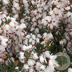 Erica darl. 'Silberschmelze' GM P9.5