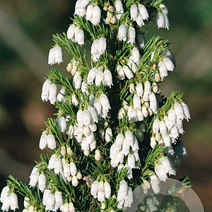 Erica lusitanica GM 1.5