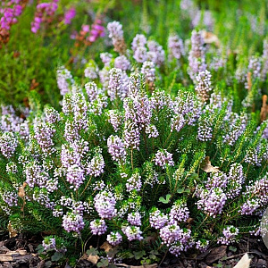 Erica vagans 'Alba' GM P9.5 2 jaar