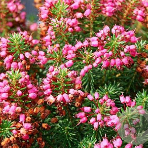 Erica vagans 'Birch Glow' GM P9.5
