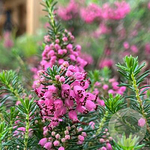 Erica vagans 'Mrs D.F. Maxwell' GM 1.5