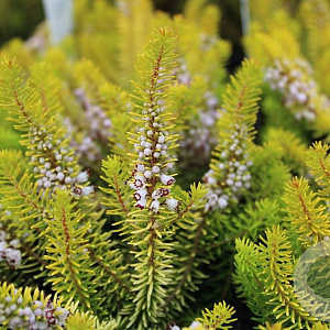 Erica vagans 'Yellow John' GM P9.5