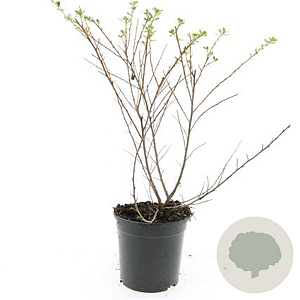 Escallonia 'Donard Seedling' GM C1.3