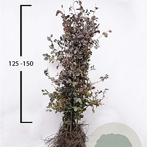 Fagus syl. 'Atropunicea' 125-150 cm wortelgoed
