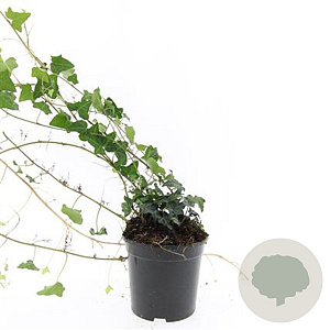 Hedera helix GM C1.3