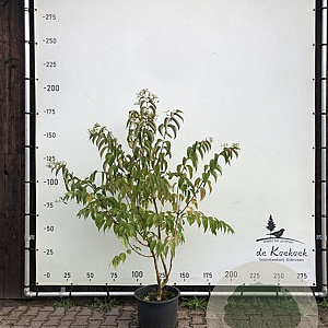 Heptacodium miconioides 175-200 cm container meerstammig